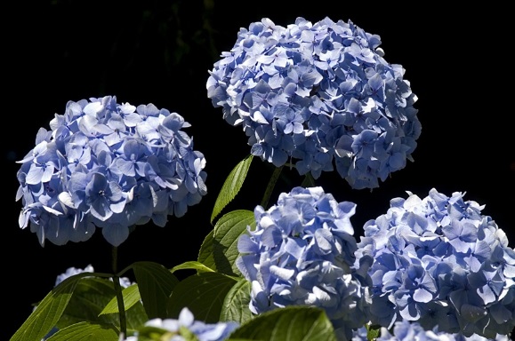 Hortencias