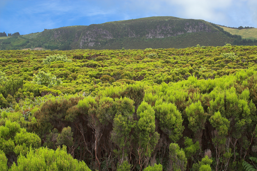 Caldeira de Guilherme Moniz