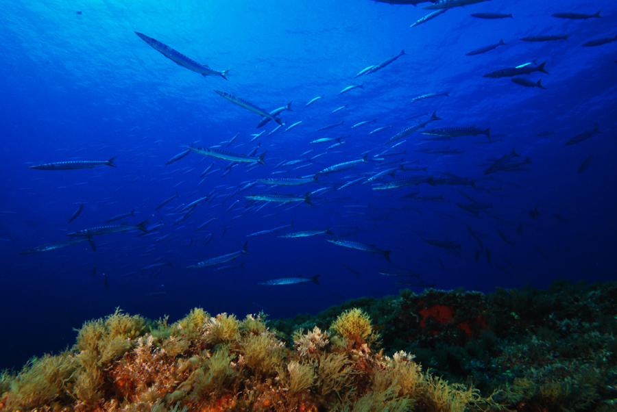 Banco D. João de Castro